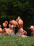 FZ005816 Caribbean Flamingos (Phoenicopterus ruber).jpg